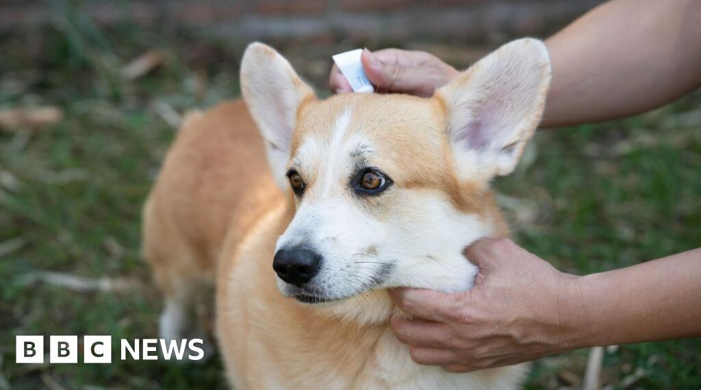No ban on over-the-counter pet flea treatments in Jersey