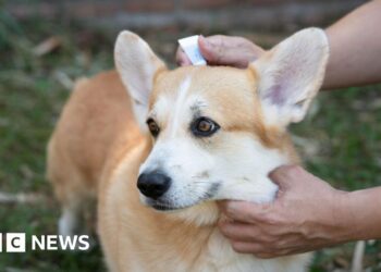 No ban on over-the-counter pet flea treatments in Jersey