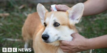 No ban on over-the-counter pet flea treatments in Jersey