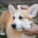 No ban on over-the-counter pet flea treatments in Jersey