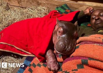 Orphaned baby hippo to be hand-reared by keepers at Kenya sanctuary