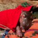 Orphaned baby hippo to be hand-reared by keepers at Kenya sanctuary