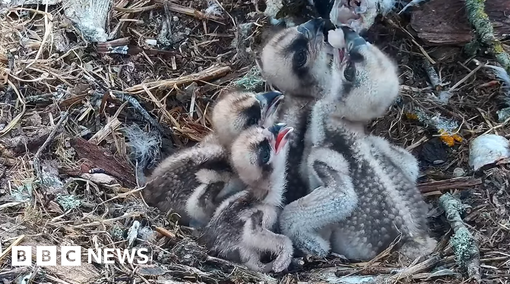 Ospreys hatch fourth and final egg of the season