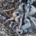 Ospreys hatch fourth and final egg of the season