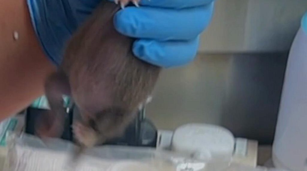 Pine marten kit receives round-the-clock care after siblings died