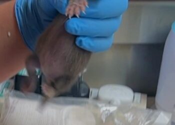Pine marten kit receives round-the-clock care after siblings died