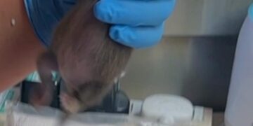 Pine marten kit receives round-the-clock care after siblings died