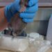 Pine marten kit receives round-the-clock care after siblings died