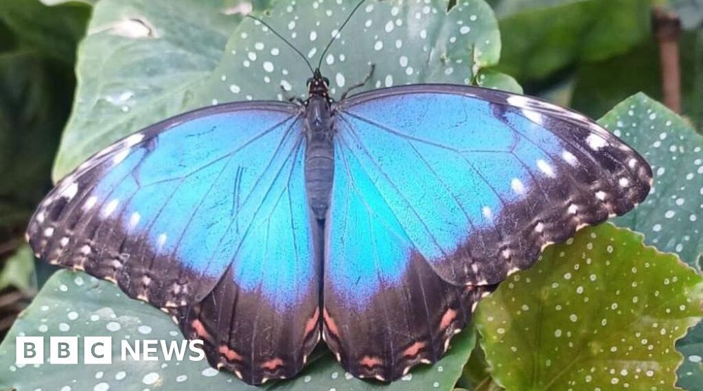 Pupil's release butterflies for David Attenborough