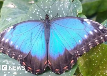 Pupil's release butterflies for David Attenborough