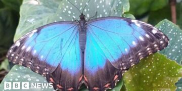 Pupil's release butterflies for David Attenborough
