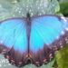 Pupil's release butterflies for David Attenborough