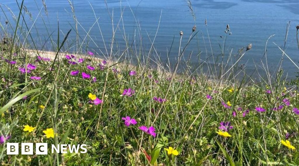 Rare coastal grassland restoration completed