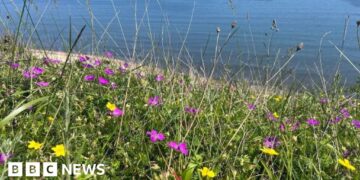 Rare coastal grassland restoration completed