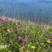 Rare coastal grassland restoration completed