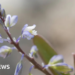 Rare plant makes comeback from brink of extinction