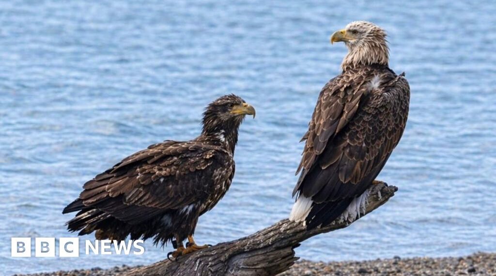 Rare white-tailed eagles draw crowds of watchers