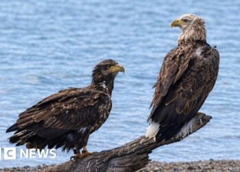 Rare white-tailed eagles draw crowds of watchers