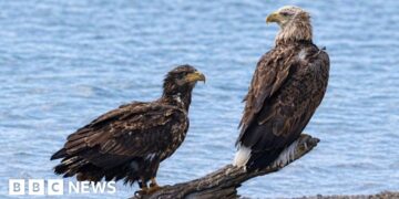 Rare white-tailed eagles draw crowds of watchers