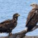 Rare white-tailed eagles draw crowds of watchers