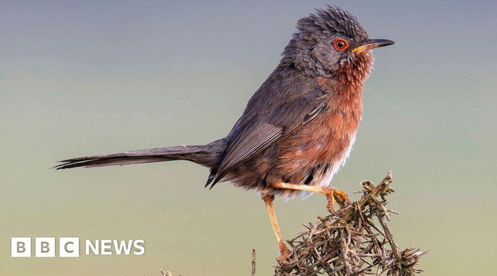 Record numbers of Dartford warblers at nature site