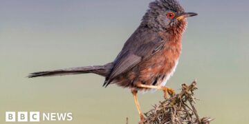 Record numbers of Dartford warblers at nature site