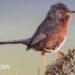 Record numbers of Dartford warblers at nature site