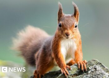Red squirrels 'close to extinction' in England