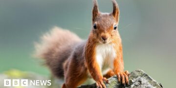 Red squirrels 'close to extinction' in England