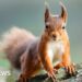 Red squirrels 'close to extinction' in England