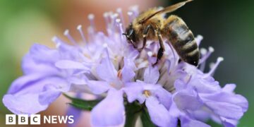 Riverside land purchased to save it from development