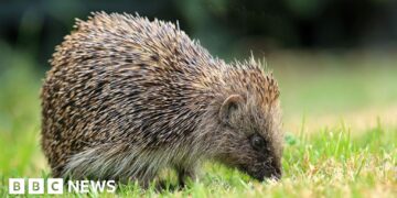 Satellites and AI used to track UK hedgehogs in bid to slow decline