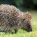 Satellites and AI used to track UK hedgehogs in bid to slow decline