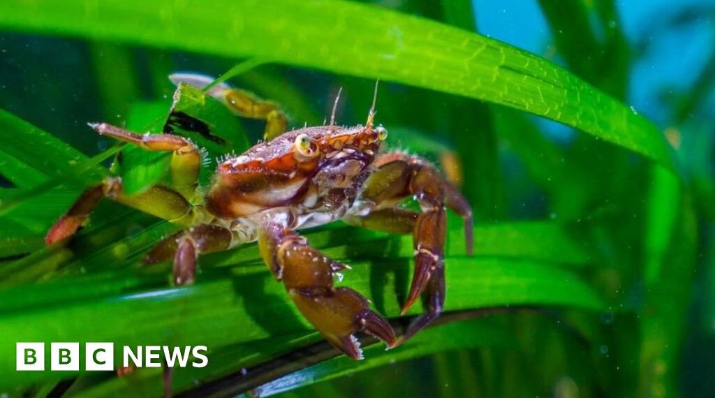 Sewage having 'alarming' impact on underwater forests along UK coast
