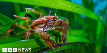 Sewage having 'alarming' impact on underwater forests along UK coast