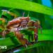 Sewage having 'alarming' impact on underwater forests along UK coast