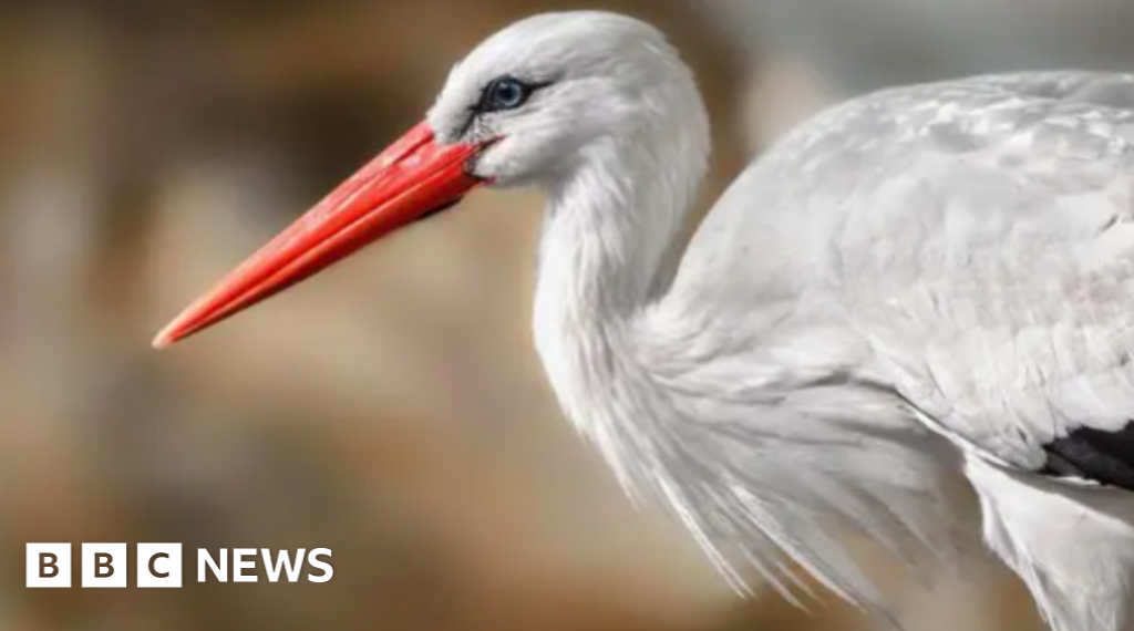 Study looks at reintroduction of storks in Britain