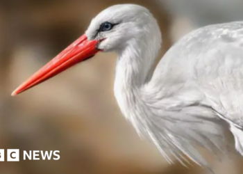 Study looks at reintroduction of storks in Britain