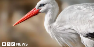 Study looks at reintroduction of storks in Britain