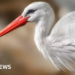 Study looks at reintroduction of storks in Britain