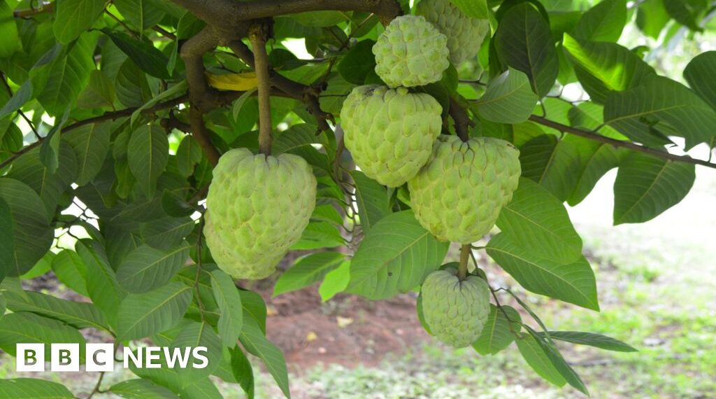 The crop that thrives in the toughest conditions