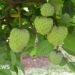 The crop that thrives in the toughest conditions