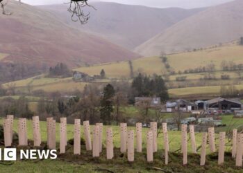 Thousands of trees creating habitat 'powerhouses'