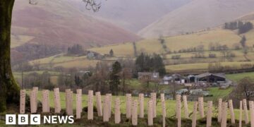 Thousands of trees creating habitat 'powerhouses'