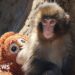 Two men arrested over stunt at enclosure of famous monkey Punch