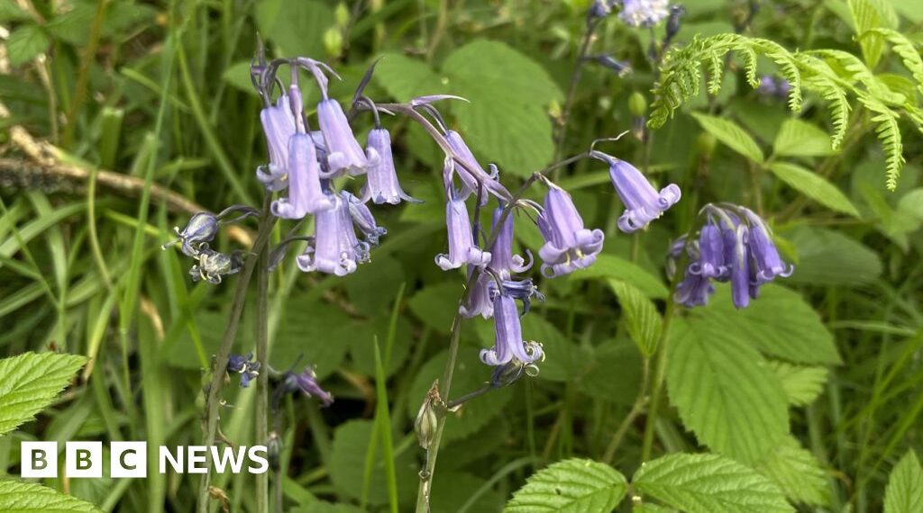 Walkers urged not to trample fragile bluebells