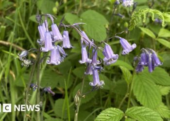 Walkers urged not to trample fragile bluebells