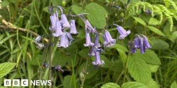Walkers urged not to trample fragile bluebells