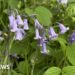 Walkers urged not to trample fragile bluebells