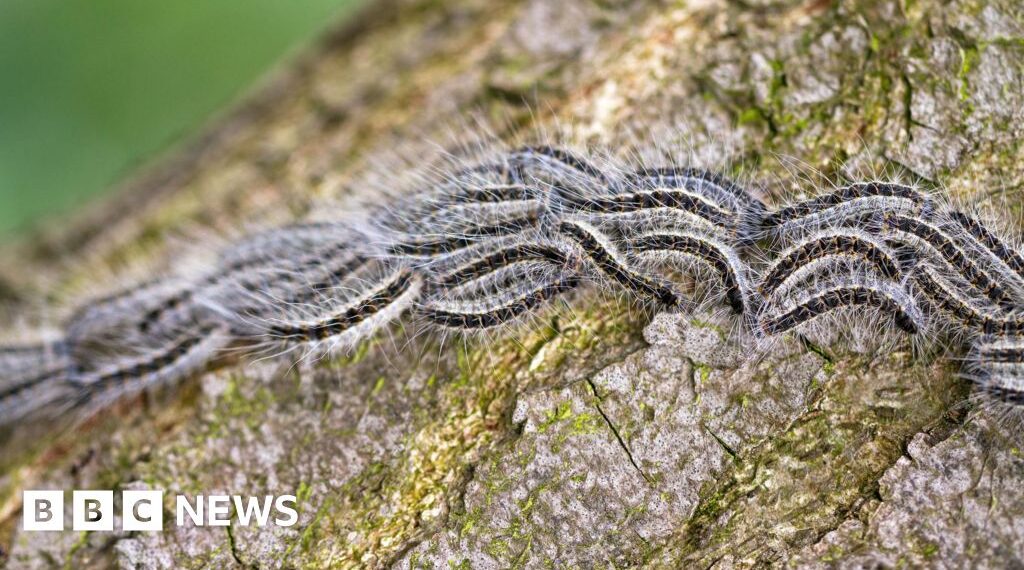 Warnings issued over toxic caterpillars